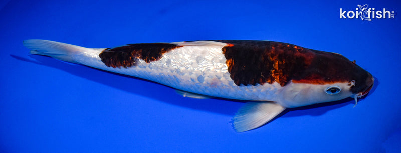 12.75" GINRIN GOROMO
