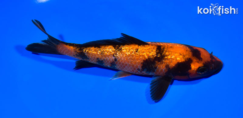 6.75" GINRIN HI UTSURI