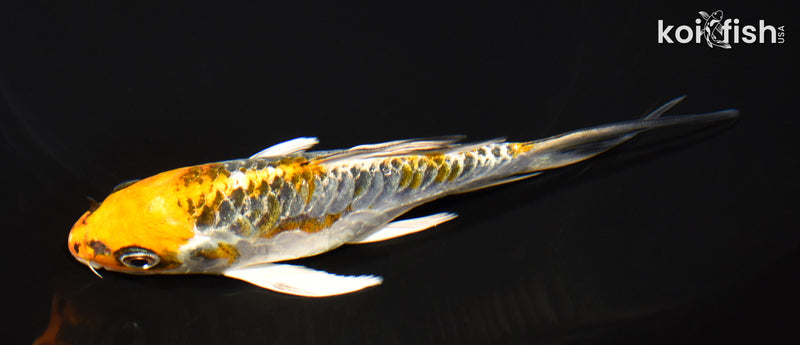 5.75" DOITSU KUJAKU BUTTERFLY