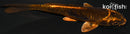 4" BENI KIKOKURYU