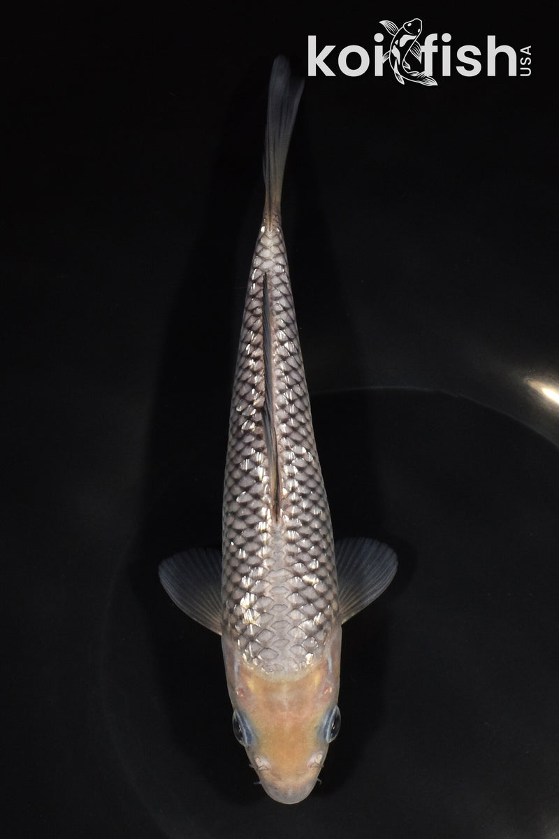 7.75" GINRIN SORAGOI