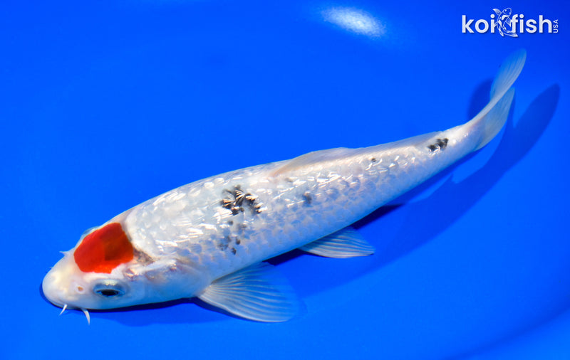 8.5" GINRIN TANCHO SANKE