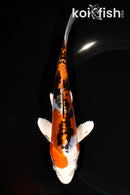 7" BENI KIKOKURYU