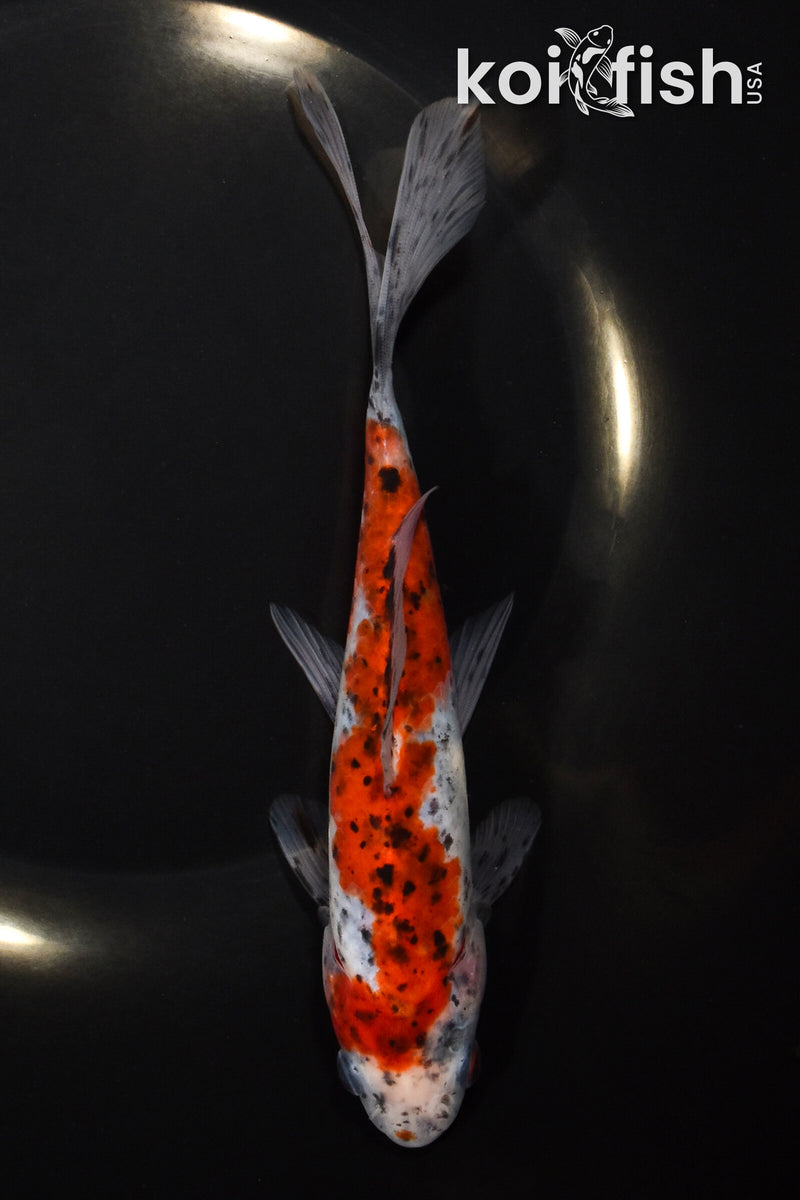 7" SHUBUNKIN GOLDFISH
