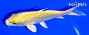 5" GINRIN YAMBUKI OGON