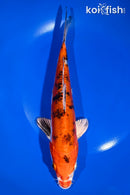 9.5" HEISEI NISHIKI