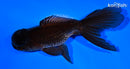 5.25" ORANDA GOLDFISH