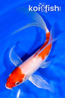 7.5" GINRIN HARIWAKE BUTTERFLY