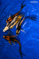 PACK OF (5) 4.75-5.5" BUTTERFLY KOI