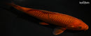 9.25" CHAGOI