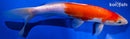 10.5" KIKUSUI