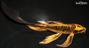 9.75" BENI KIKOKURYU BUTTTERFLY