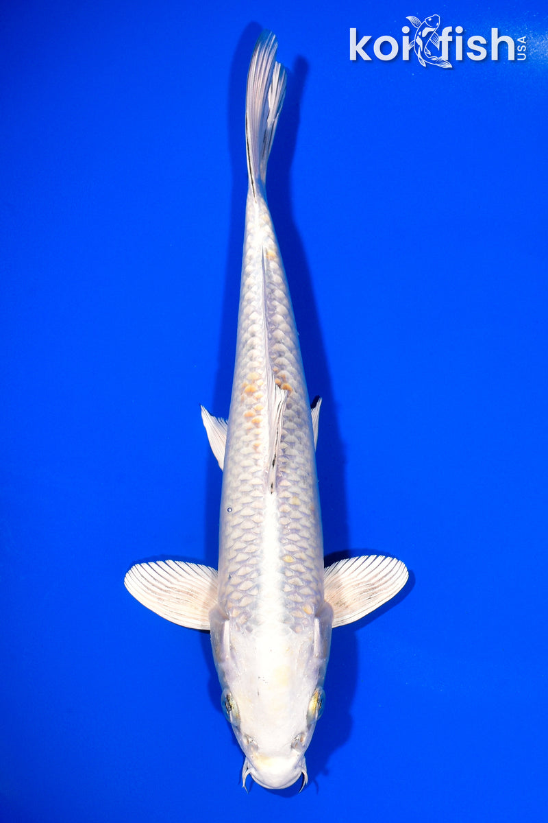 10.5" HARIWAKE
