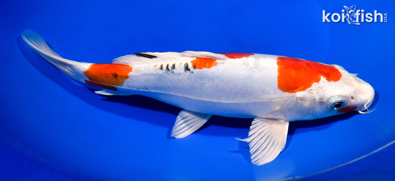10.75" HEISEI NISHIKI
