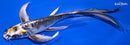 8" KIN KIKOKURYU BUTTERFLY