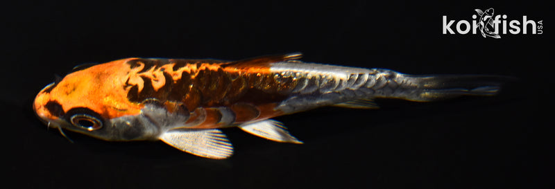 4.25" BENI KIKOKURYU