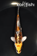 5.25" GINRIN ARAGOKE BENI KIKOKURYU