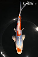 7.25" MARUTEN HEISEI NISHIKI