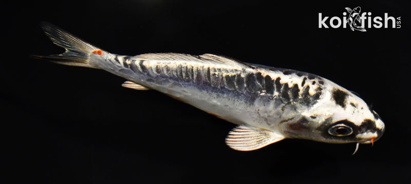 5.25" BENI KIKOKURYU