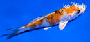 4" YAMATO NISHIKI