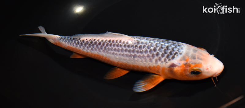 8.25" ASAGI