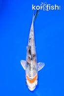 5.75" YAMATO NISHIKI