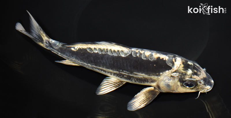 8.25" KIKOKURYU