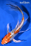 7" KUJAKU BUTTERFLY