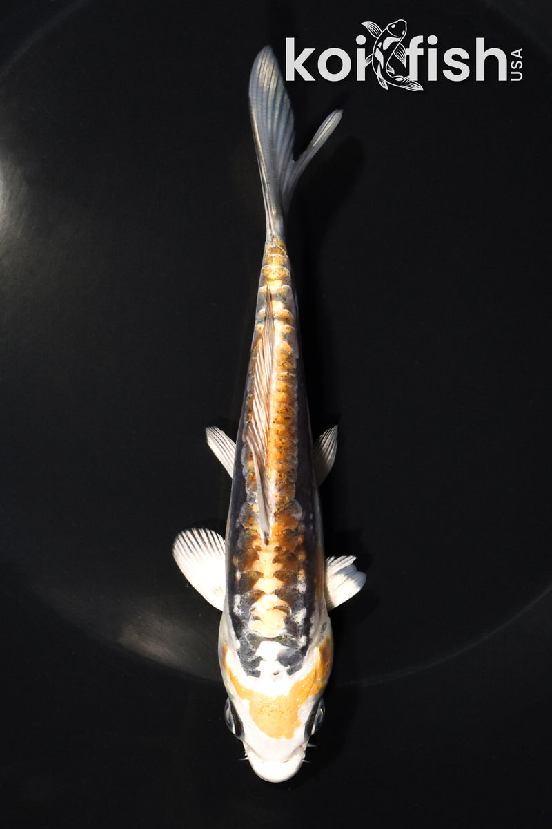 5.5" KIN KIKOKURYU