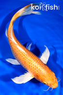 9.75" ORENJI OGON BUTTERFLY