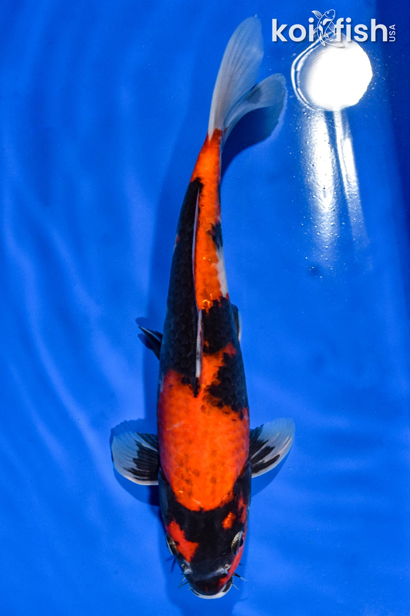 11.5" HI SHOWA