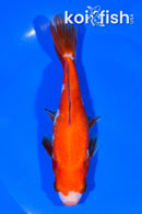 5.75" WAKIN GOLDFISH