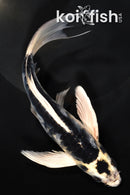 7.5" ARAGOKE KIN KIKOKURYU BUTTERFLY