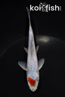 5.5" TANCHO GOSHIKI