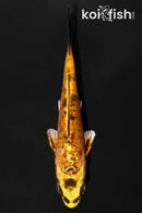 4.25" GINRIN KIN KIKOKURYU