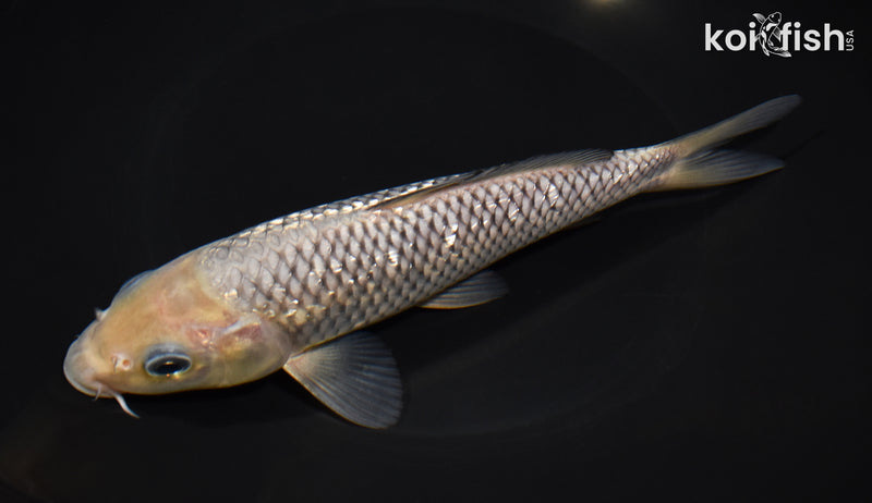 7.75" GINRIN SORAGOI