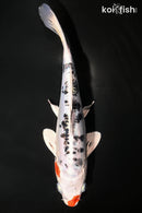 9.75" HEISEI NISHIKI