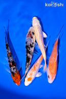 PACK OF (5) 4-5" GINRIN STANDARD KOI