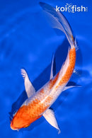 6.75" HARIWAKE BUTTERFLY