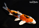 7" BENI KIKOKURYU