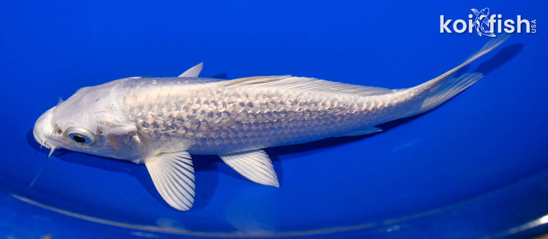 6.5" GINRIN PLATINUM OGON