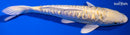 6.75" GINRIN DOITSU YAMABUKI OGON