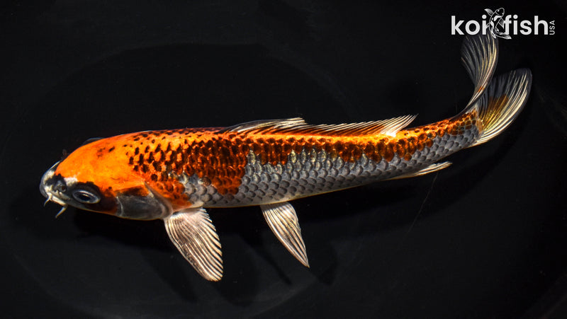 8.25" BENI GINGA