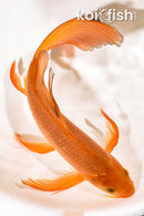 10" CHAGOI BUTTERFLY