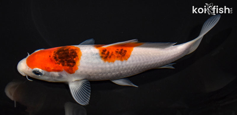 6.75" GOROMO