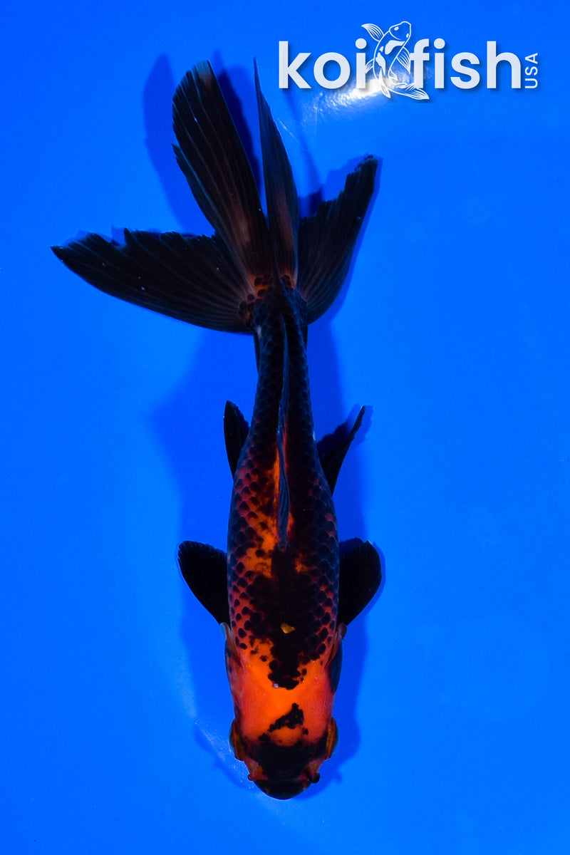 5.5" WATONAI GOLDFISH