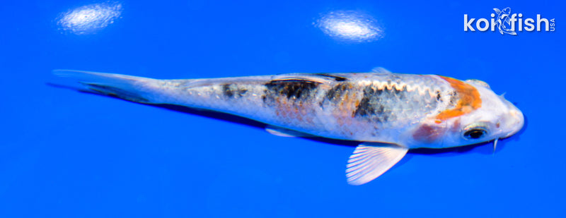 5.75" YAMATO NISHIKI