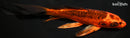 8" DOITSU KIN ORENJI MATSUBA BUTTERFLY