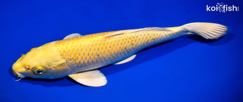 12.5" YAMABUKI OGON