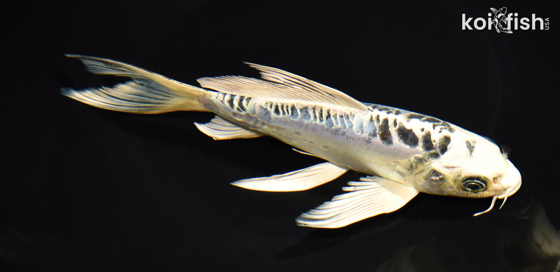 7.5" KIKOKURYU BUTTERFLY